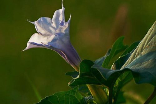 曼陀罗花的毒性与危害