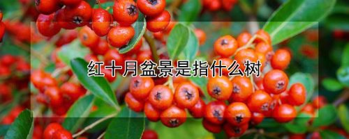 红十月盆景是指什么树