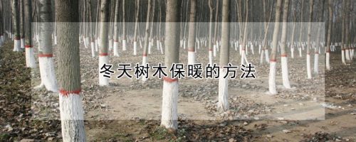 冬天树木保暖的方法