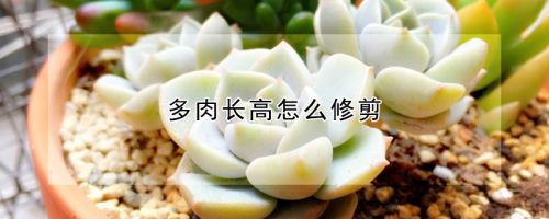 多肉长高怎么修剪