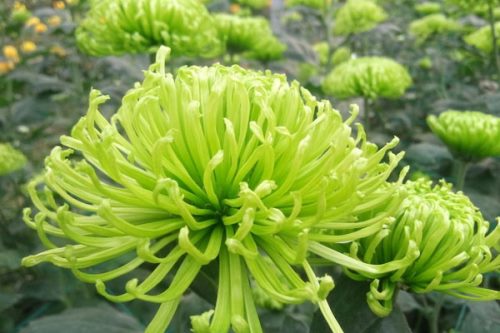 绿菊花的花语和寓意