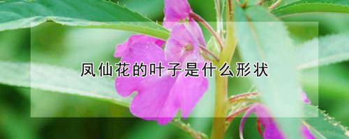 凤仙花的叶子是什么形状