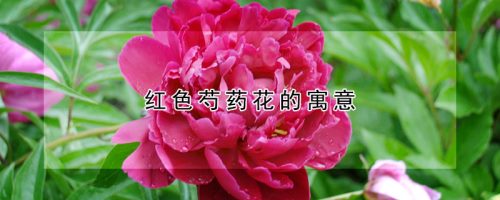 红色芍药花的寓意