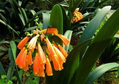 君子兰有几个品种，君子兰品种图片大全