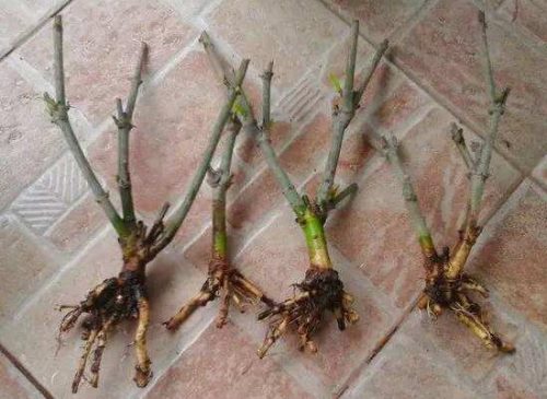 栀子花烂根还能活吗,栀子花烂根怎么办