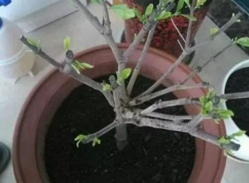 栀子花烂根还能活吗,栀子花烂根怎么办