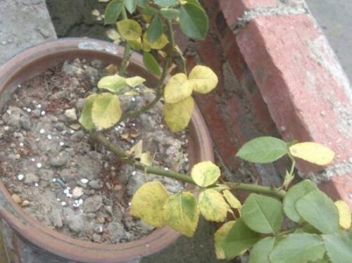 栀子花烂根还能活吗,栀子花烂根怎么办
