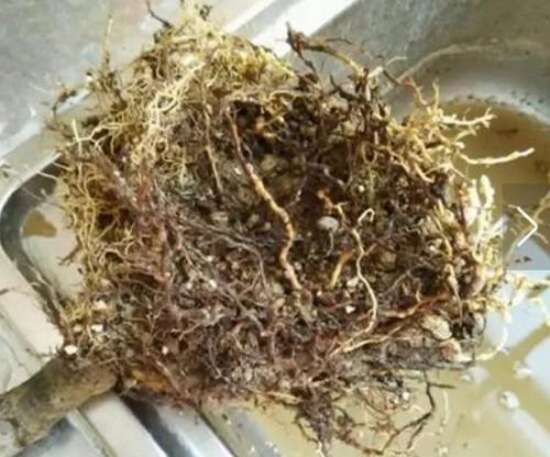 栀子花烂根还能活吗,栀子花烂根怎么办