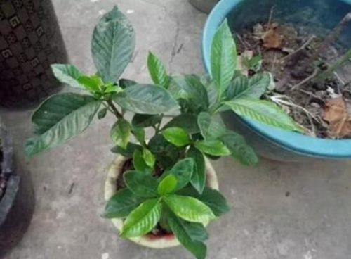 栀子花烂根还能活吗,栀子花烂根怎么办