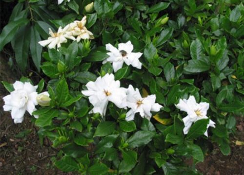 栀子花烂根还能活吗,栀子花烂根怎么办