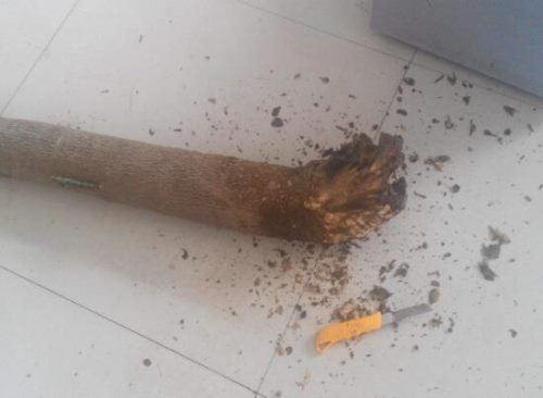 幸福树烂根怎么办,幸福树烂根的救治方法
