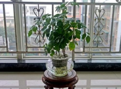 幸福树烂根怎么办,幸福树烂根的救治方法