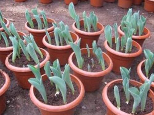 郁金香怎么扦插，郁金香的繁殖方法