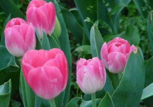 郁金香怎么扦插，郁金香的繁殖方法