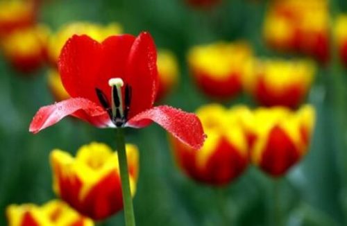 郁金香怎么扦插，郁金香的繁殖方法