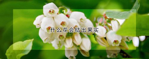 什么花会结出果实