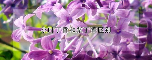 小叶丁香和紫丁香区别