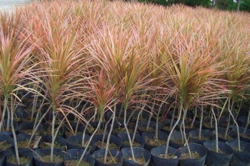 千年木有毒吗，没有任何毒性可放心养护