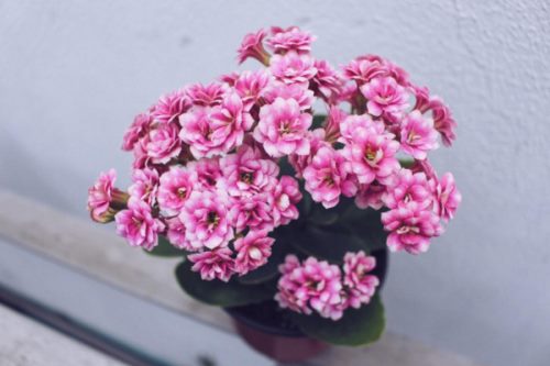 长寿花几天浇一次水,季节不同浇水频率也不相同