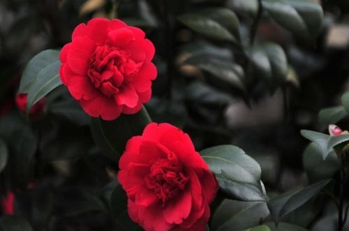 茶花的养殖方法，土壤、温度、浇水以及施肥都要注意