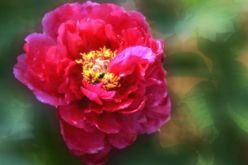 牡丹花语是什么,典雅大方、雍容富贵