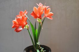 冬季提高奶牛产奶量方法