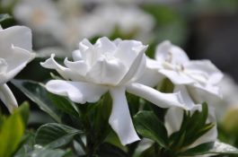 栀子花什么时候修剪（每年固定5~7月和10~12月修剪）