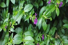 改变冷阴潮湿（母猪冬春平安）