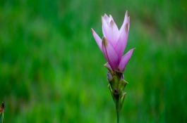 生猪感冒能用食疗