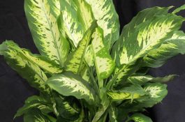 养猪节料10法