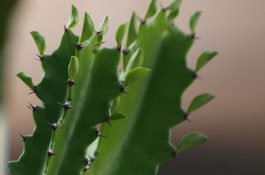 按摩尾交穴治猪病