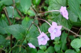 猪肺疫流行病学与治疗