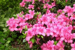 仔猪全活全壮提高仔猪成活率