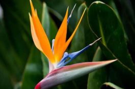 仔猪“三痢”的鉴别及其防治技术