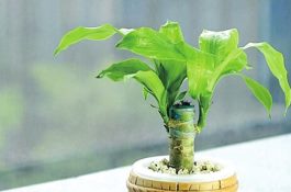 提高母猪的繁殖力的措施