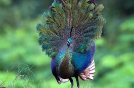 现代母猪的饲养程序