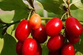 茱萸长什么样子