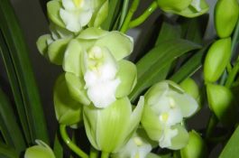 瘦肉型猪养殖最好用全价配合饲料