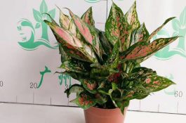 日研究人员称培育出世界首例第四代克隆猪