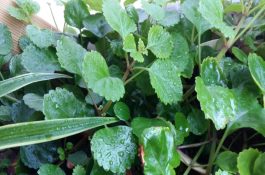 养猪及养鸡防寒抗冻及受冻后的饲养管理