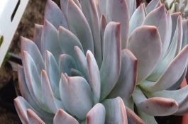 猪场常用的其他设备