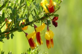 母猪“五喂”促泌乳