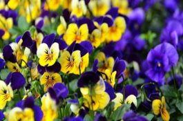 促进奶牛高产的方法