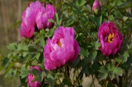 乳猪脐疝的治疗