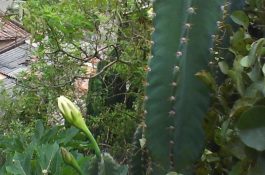 孕产母猪的保健