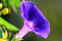 猪伪狂犬病的流行特点及防治