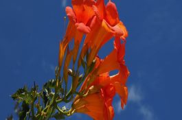 食醋可防止治仔猪腹泻