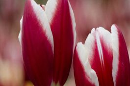 猪的营养和免疫