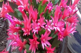 猪场的一般免疫程序