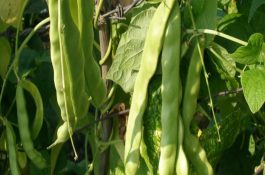 野猪痢疾的诊治